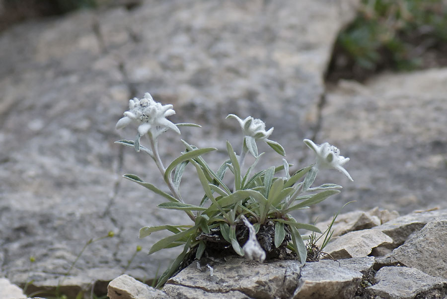 Leontopodium alpinum - Stella Alpina (del Pasubio)